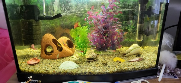 Elbląg Sprzedam akwarium 25l razem z kompletnym wyposażeniem oraz rybkami. Możliwy dowóz na terenie Elbląga po