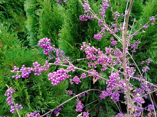 Elbląg ukorzeniona sadzonka pięknotki /callicarpa bodinieri /odbiór osobisty - nie wysyłam
