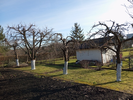 Elbląg SZUKAM PRACY DORYWCZEJ, MOGĘ ODŚWIEŻYĆ, ODMŁODZIĆ ZANIEDBANY OGRÓD, TRAWNIK. MOGE OPRÓŻNIĆ GARAŻ, POMIESZCZENIA