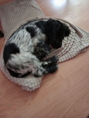 Elbląg Witam oddam pieska cokiel spaniel angielski czarno biały ma 3mc po pierwszych szczepieniach. wiecej informacji
