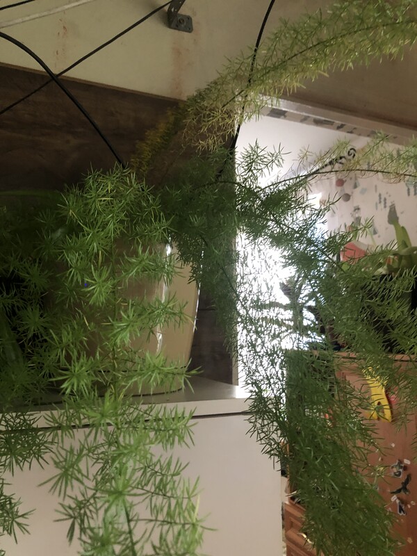 Elbląg Witam mam kwiatki