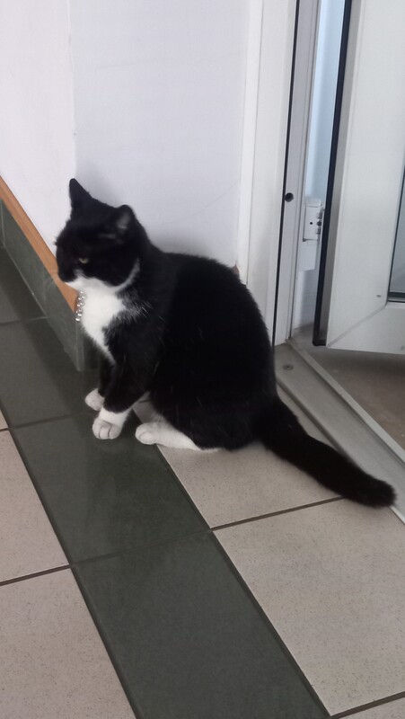 Elbląg Znaleziono kotkę czarną z białymi łatkami Elbląg ul. Dąbrowskiego
Kotka ma na szyi charakterystyczne srebrne