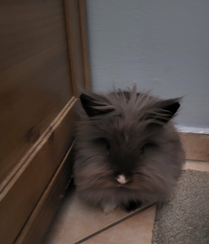 Elbląg Oddam krolika miniaturkę z klatką. Ma pol roku. Rasa LEW. Łagodny liże po rękach.
Za symboliczne ptasie