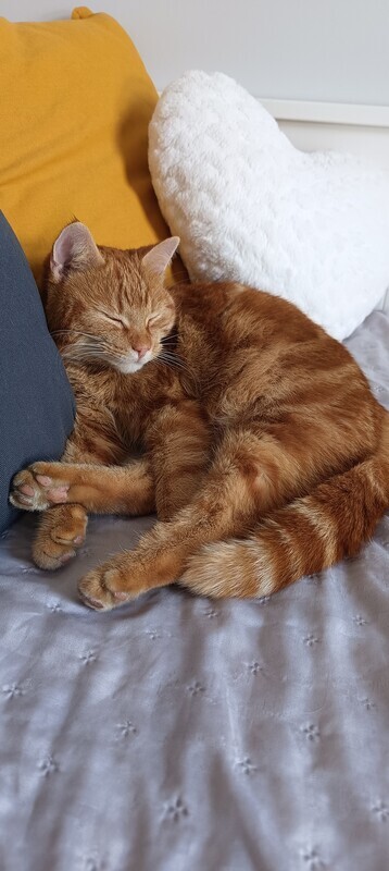 Elbląg Znaleziono kotka 🐱 okolice ul. Grunwaldzkiej/ ul. Okólnik.