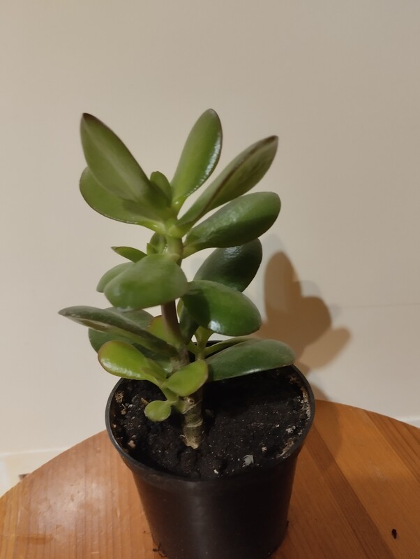 Elbląg Sprzedam grubosza - drzewko szczęścia. Cena 8 zł