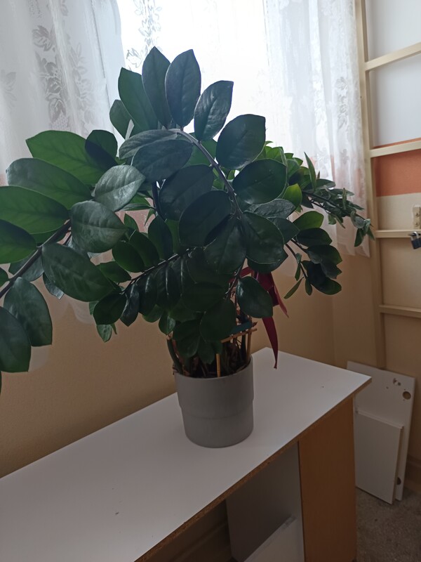 Elbląg Sprzedam dużego kwiata Zamiokulkas. Kwiat ma około metra wysokości, jest bardzo rozłożysty.
