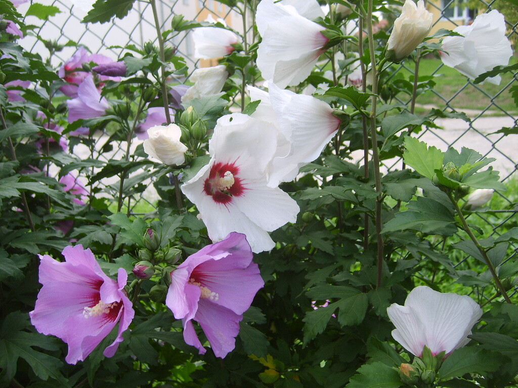 Elbląg krzewy hibiskusa wys ok.1 m, wybór koloru losowy biały lub różowy - odbiór osobisty Elbląg i okolice - nie