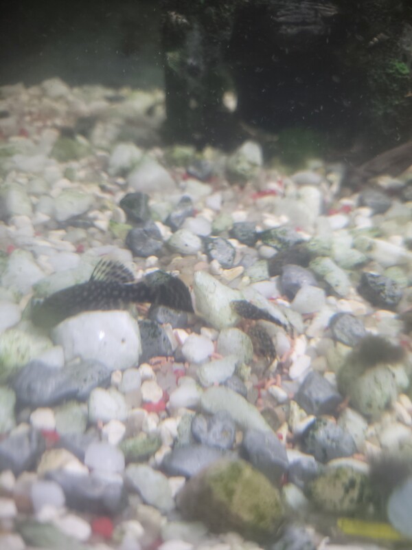Elbląg Może ktoś zainteresowany zbrojnik mama czarna tata lekko rdzawy. Mają około 2cm około 60szt