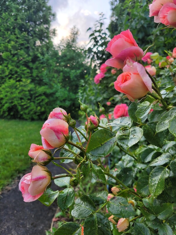 Elbląg Sprzedam zadbaną działkę ogrodniczą w ROD BRATEK 500 m2 (prąd + woda)