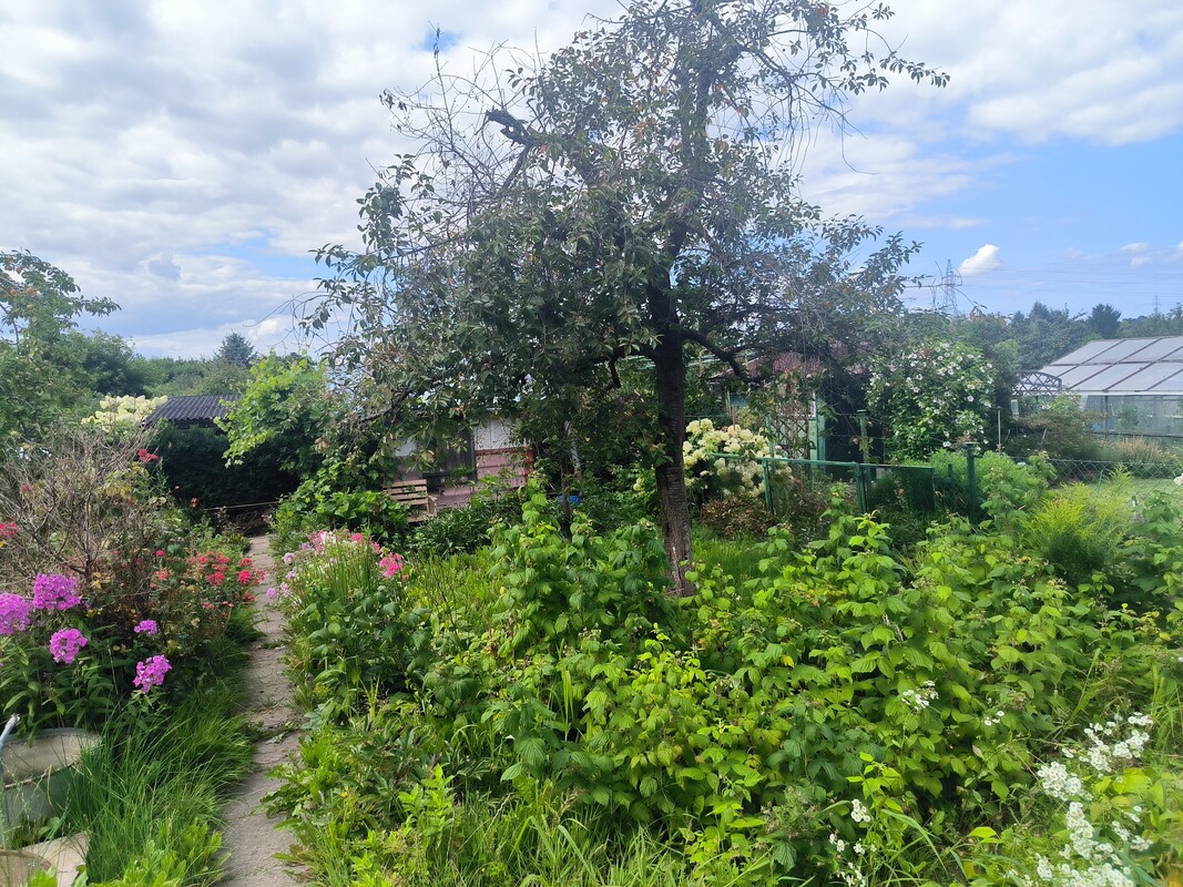 Elbląg Sprzedam działkę na ROD Sucharskiego.