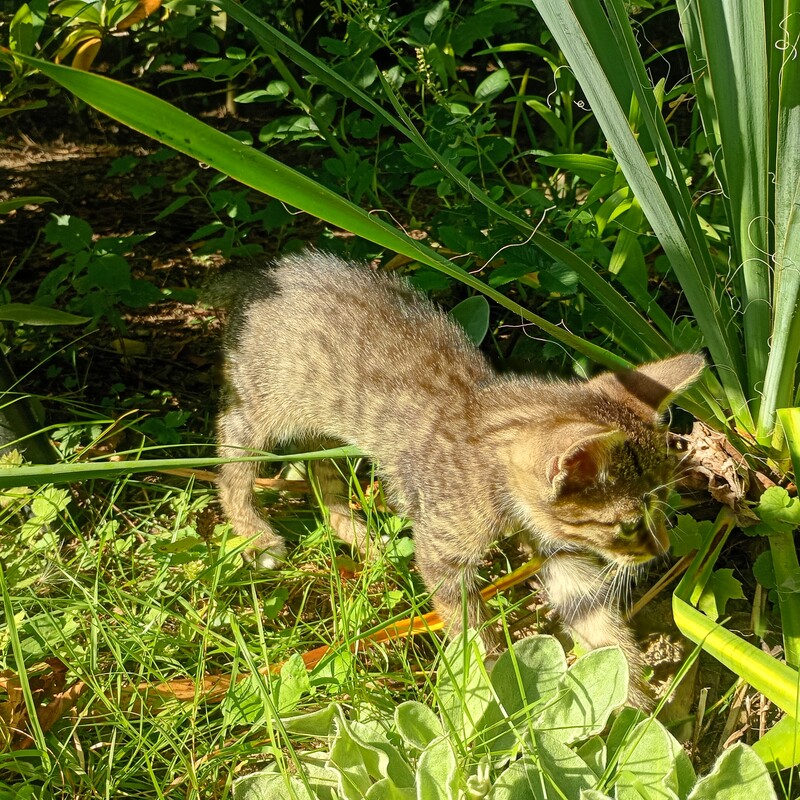 Elbląg Szukam kochających domów dla młodych kotków, które są już gotowe na zmianę otoczenia. Kotki mają około 9