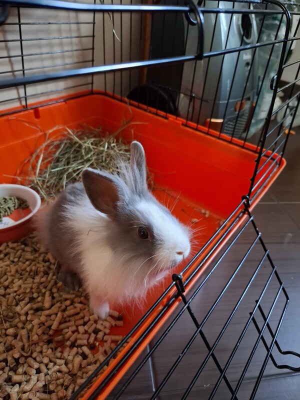 Elbląg Oddam mlodziutkiego królika bez klatki