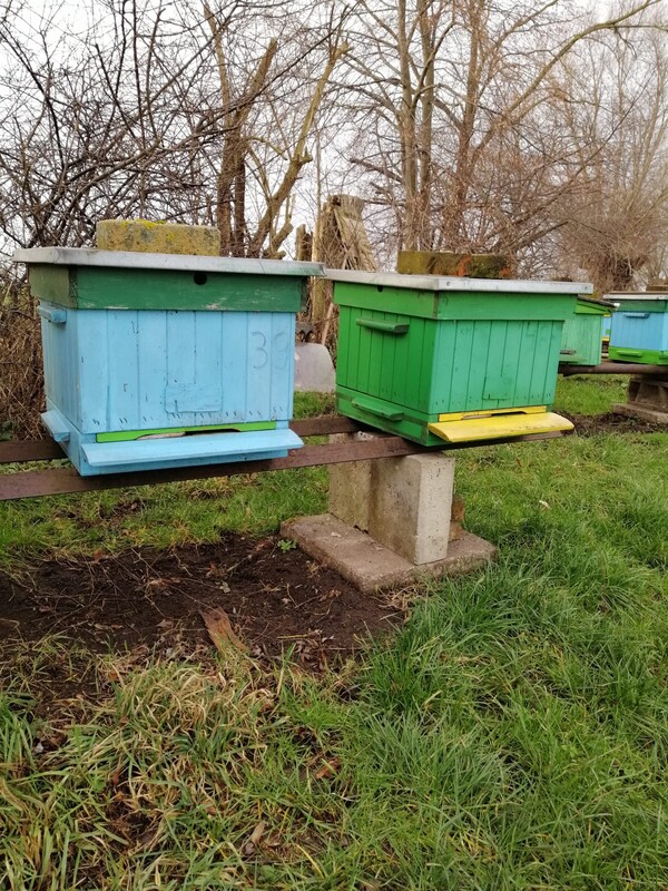 Elbląg Sprzedam 15 uli wielkopolskich z rodzinami pszczelimi.