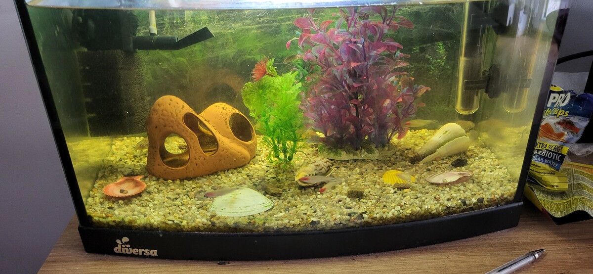 Elbląg Sprzedam akwarium 25l razem z kompletnym wyposażeniem oraz rybkami. Możliwy dowóz na terenie Elbląga po