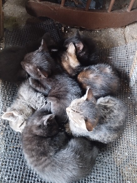 Elbląg Witam, szukam dla przemiłych puszystych kuleczek kochającego domu, osób które naprawdę pokochają i dadzą ciepły