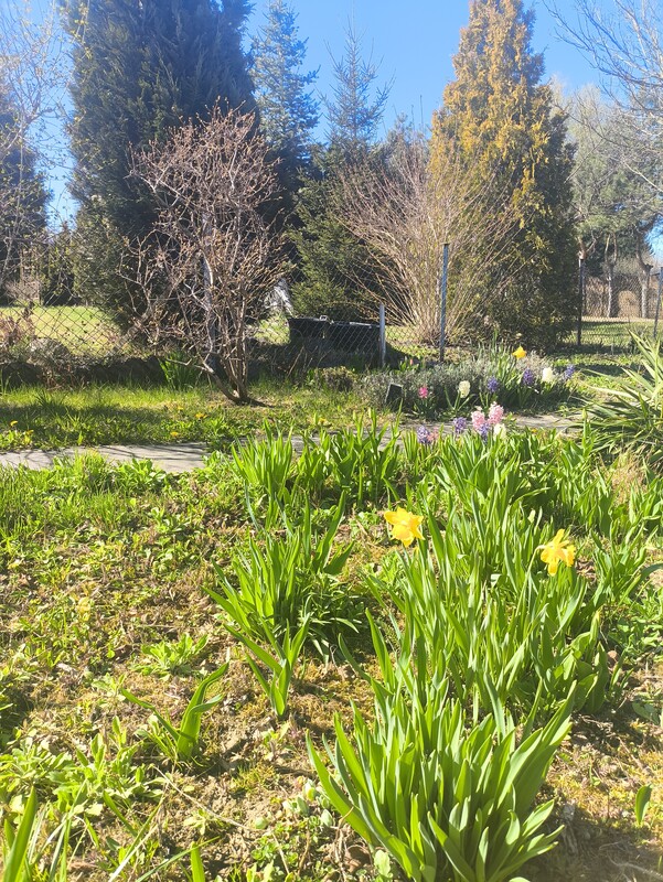 Elbląg Sprzedam działkę ROD w Tęczy