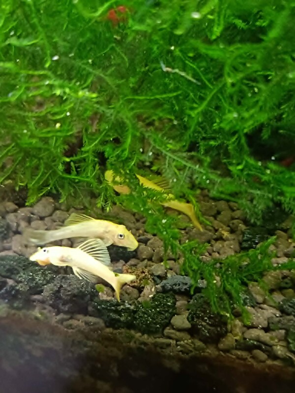 Elbląg Sprzedam zbrojniki L144 młode, 2-4 cm. Jest to nadwyżka z własnego akwarium. Cena za sztukę. Nie wysyłam ryb.