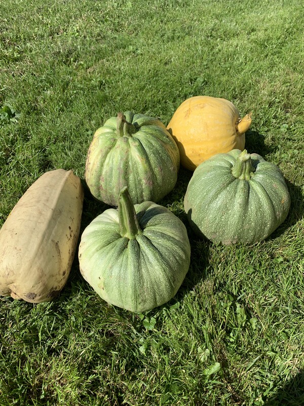 Elbląg Oddam za darmo cukinie i kabaczki ze zdjęć. Odbiór osobisty w Karczowiskach Górnych.