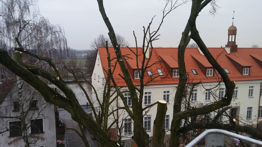 Elbląg Wycinamy i pielęgnujemy drzewa w miejscach trudno dostępnych Podcinamy drzewa owocowe, wykonujemy cięcia