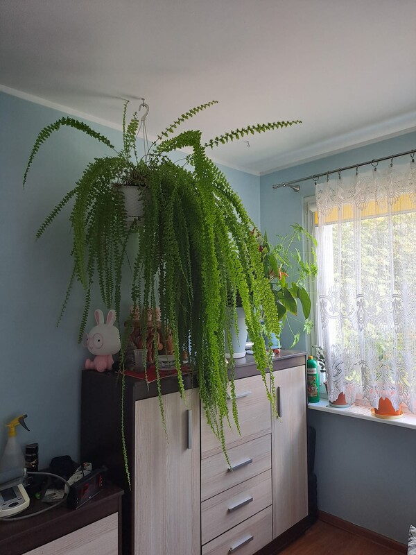 Elbląg Psproć wychodowana osobiście.130 cm wysokość i 110 cm szerokość.