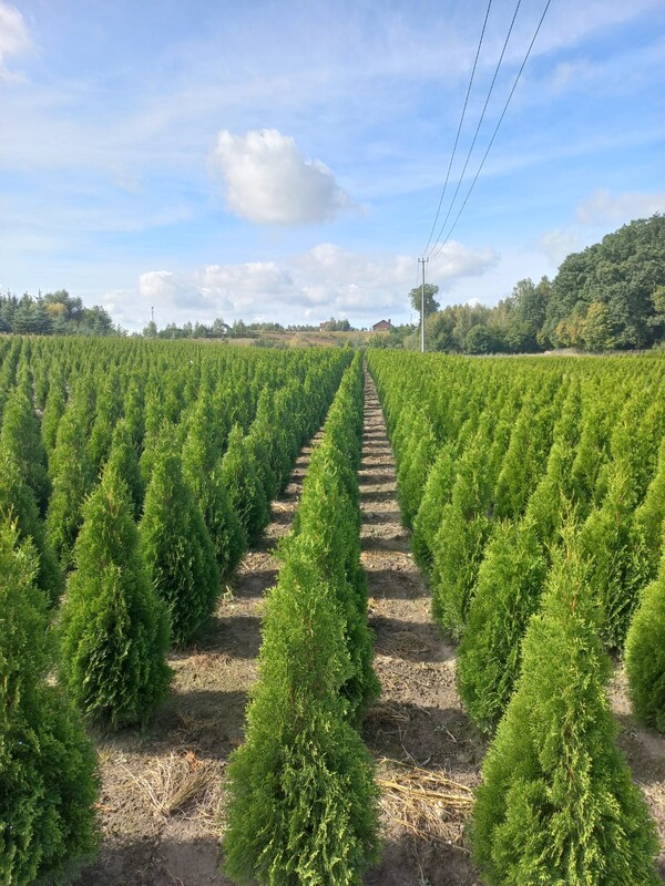 Elbląg Jesienna promocja!!!THUJA SMARAGD OD PRODUCENTA - Myślęcin koło Elblaga. Thuje dostępne w różnych rozmiarach od