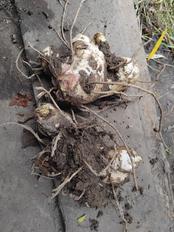 Elbląg Kanna, paciorecznik, kłącza rośliny ozdobnej
Nadwyżka z ogrodu, większa ilość karp, kłączy paciorecznika o