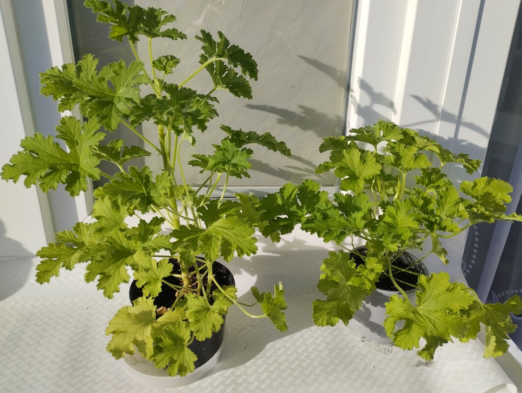 Elbląg Sprzedam anginkę-geranium. Cena 20 zł za sztukę. Ta roślinka ma właściwości m. in. przeciwzapalne,