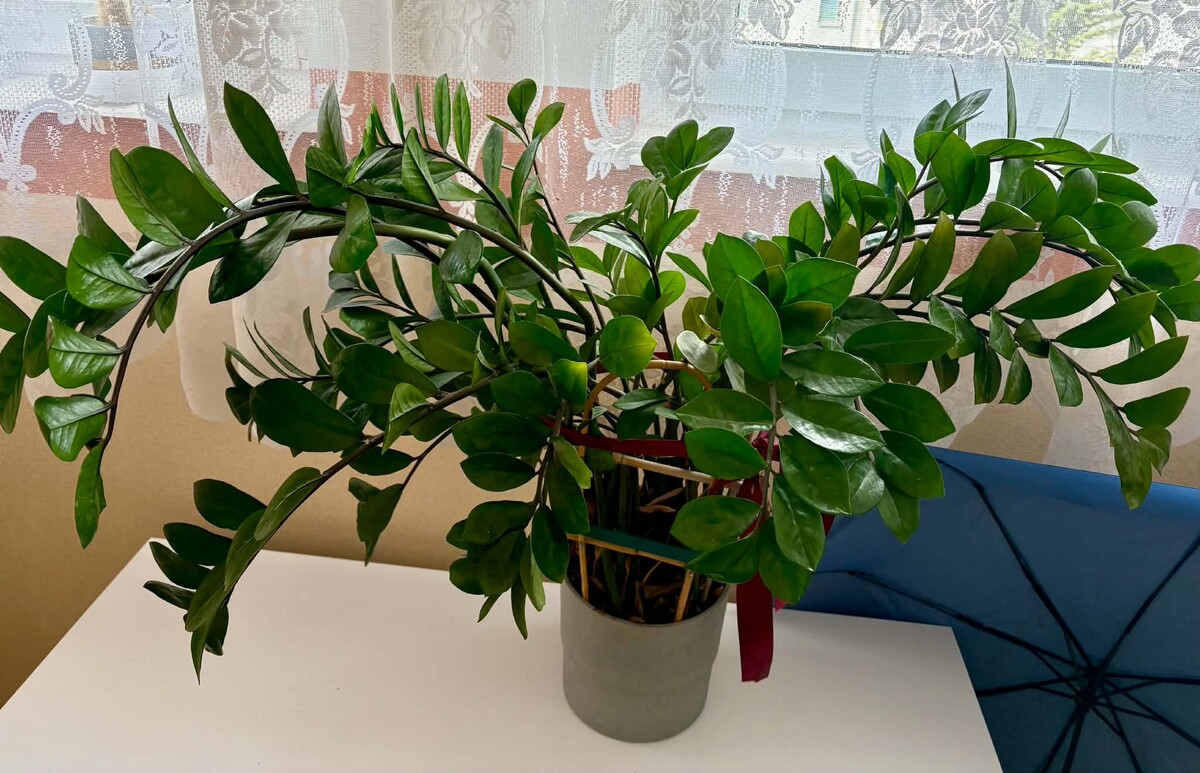 Elbląg Sprzedam kwiata Zamioculcas duży, rozłożysty wysokości około metra.