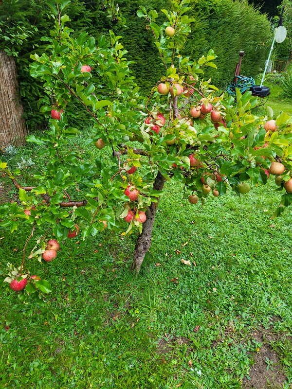 Elbląg RODo ok 660m² ul. Jagodowa