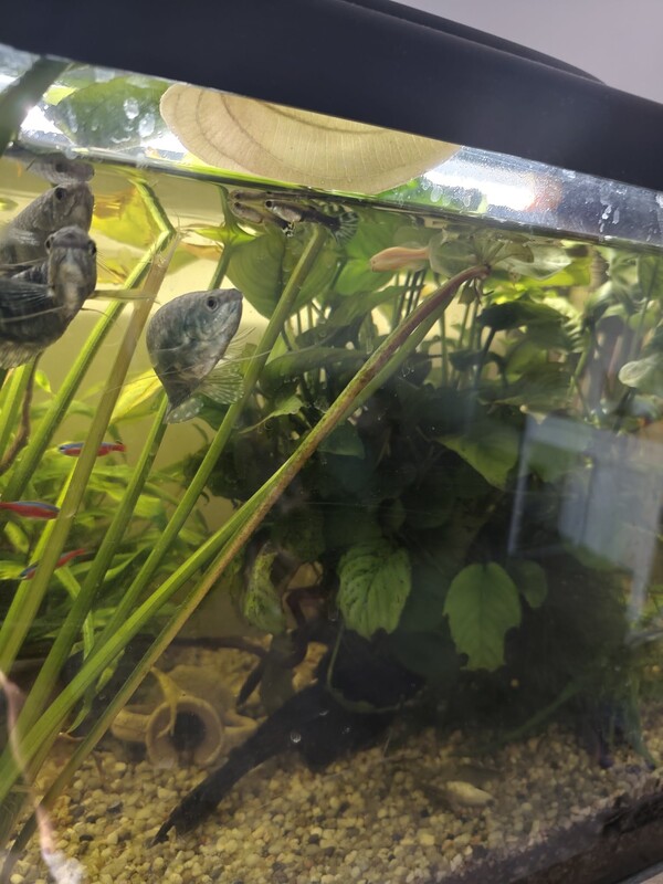 Elbląg Akwarium 112l z pokrywą
Filtr fluval 207
Grzałka Aquael
Napowietrzacz
Z życia: 4 gurami, 2 glonojady, 4