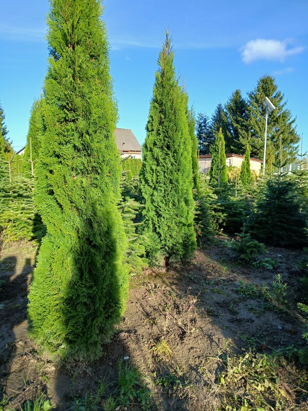 Elbląg Sprzedam tuje szmaragd wysokość 250 cm. Tuje rosną w ziemi i wykopywane są po wcześniejszym wyborze i umówieniu