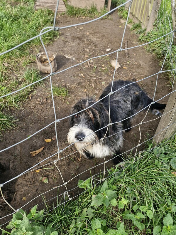 Elbląg Witam, Dwa mlode nieduże pieski ( roczne) szukają kochających domow (najlepiej na wsi ale w mieście tez sie