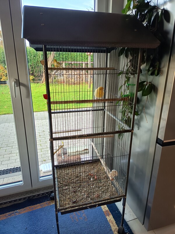 Elbląg Sprzedam klatkę z kanarkami o wymiarach 160 na 52 na 52 cm. Odbiór osobisty.