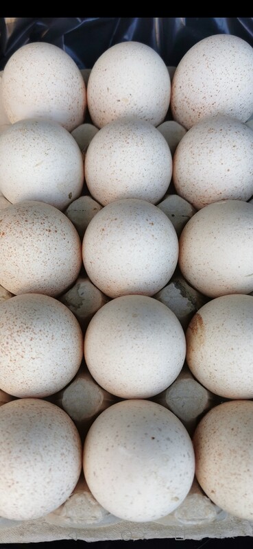 Elbląg Sprzedam jajka indyczek
Wieksze od kurzych i bardziej wartościowe
Z wolnego wybiegu
Cena 1 złoty za sztukę a