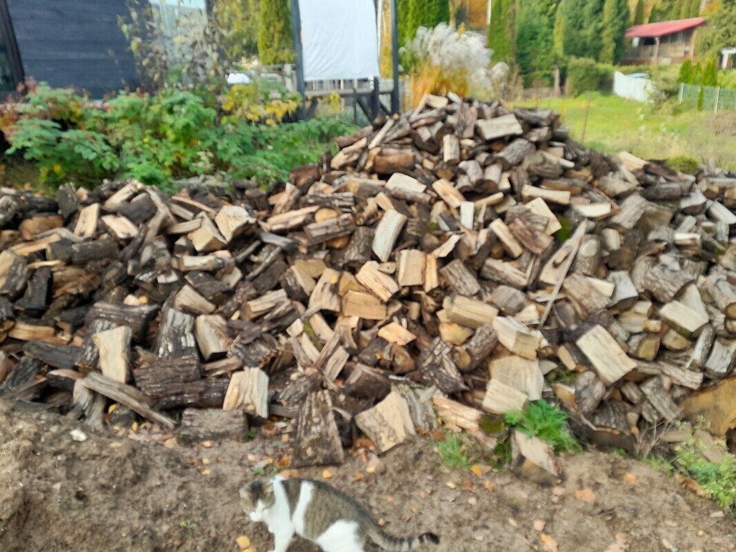 Elbląg SPRZEDAM DĄB NA OPAŁ