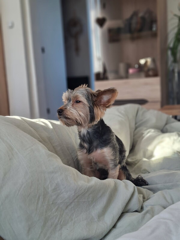 Elbląg Szukam dobrego domku dla pieska yorka proszę o poważne telefony. Piesek jest kochany nauczony domowego życia,