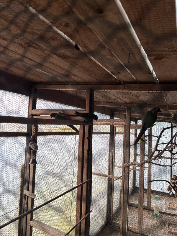 Elbląg Sprzedam papugi 3 samice Barabandy. Koszt za jedną 170.