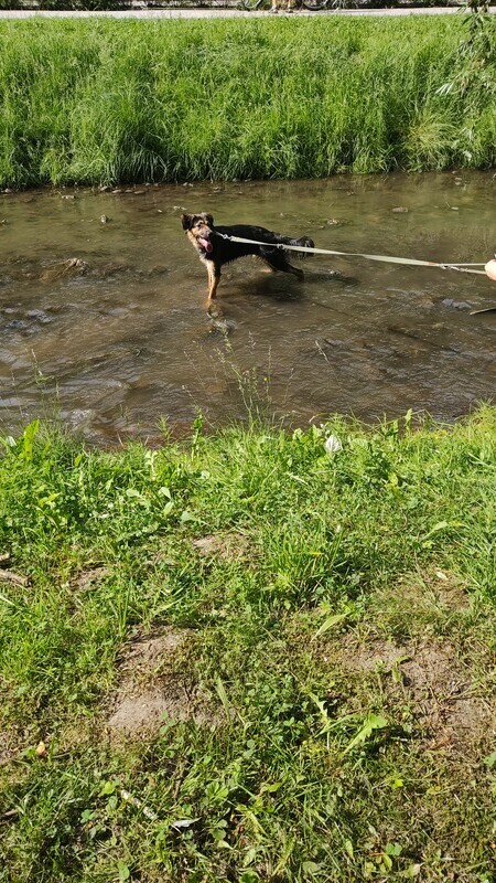 Elbląg Oddam pieska suczkę Azę ma 2 lata jest szczepiona i wysterylizowana. Suczka jest spokojna. Wychowana przy