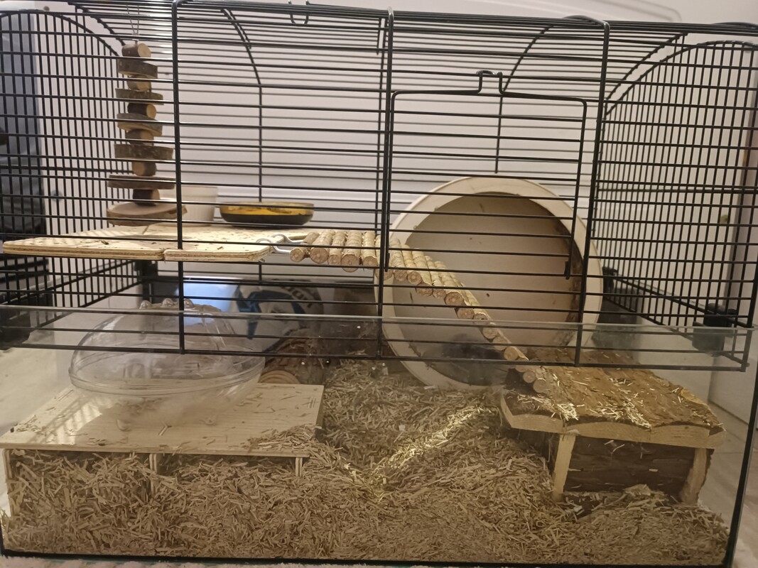 Elbląg Sprzedam, małego uroczego chomika dżungarskiego. Jest zdrowy, zadbany i bardzo ruchliwy. Ma mięciutkie szare