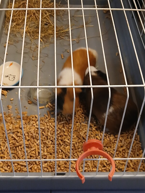 Elbląg Witam ma na sprzedaż 2 swinki morskie z całym wyposażeniem 150zl. .. ponieważ córka się nimi przestała