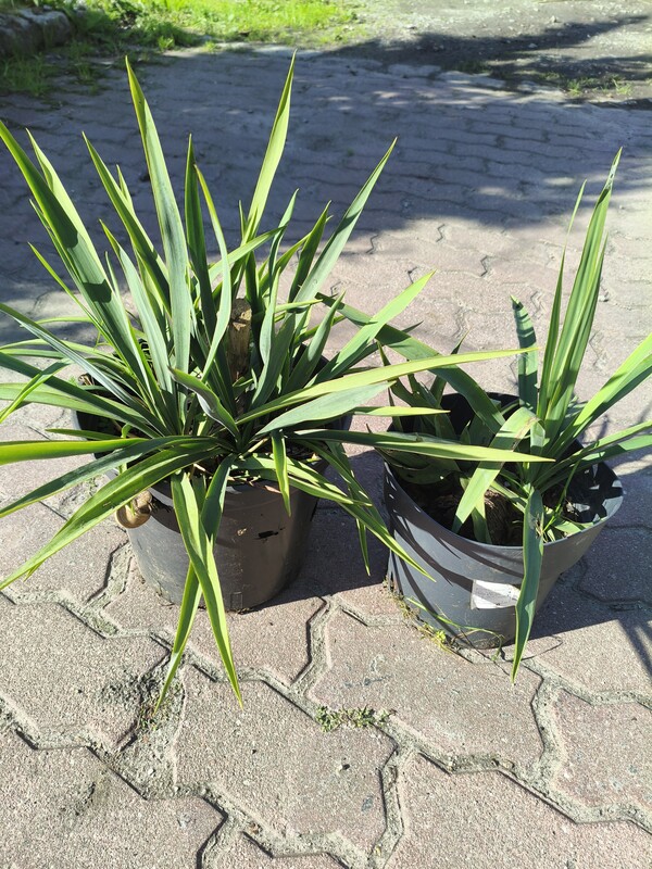 Elbląg Sprzedam sadzonki jukki ogrodowej. Około 30 cm wysokości. Cena 30 zł doniczka.