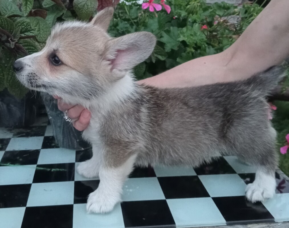 Elbląg SZCZENIĘTA WELSH CORGI PEMBROKE ZKwP, zarejestrowana hodowla Agila Vulpes corgi elbląskie. Szukamy najlepszych