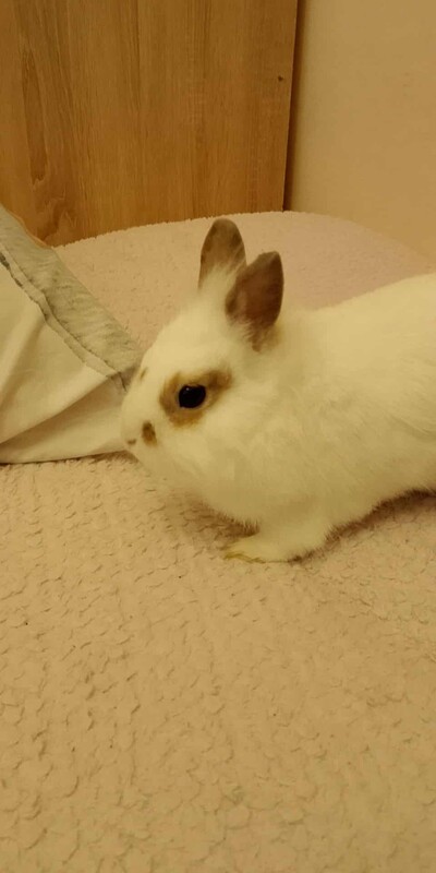 Elbląg Witam mam do oddania dwa króliki samiczki jedna ma roczek a druga 6 miesięcy