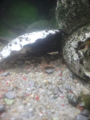 Elbląg Może ktoś zainteresowany zbrojnik mama czarna tata lekko rdzawy. Mają około 2cm około 60szt