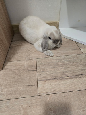 Elbląg Sprzedam za coś słodkiego Królika roczną samiczkę Mini Lop zacipowanego zakupionego w hodowli. 
Królik posiada