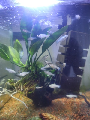 Elbląg Sprzedam lub wymienię za jakiś pokarm np. Molinezja srebrzysta mała około 2-3cm około 20szt najlepiej całość