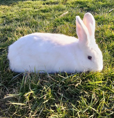 Elbląg Sprzedam śnieżno-białą samiczkę rasy mieszaniec ma ona 10 miesięcy. Zapraszam do zakupu.