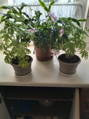 Elbląg Grudnik różowe kwiaty 1 doniczka + 2 doniczki geranium / anginka/ oddam za paczke kawy ziarnistej op 1 kg