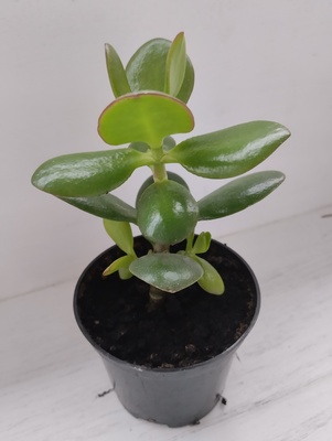 Elbląg Sprzedam grubosza - drzewko szczęścia. Cena 8 zł