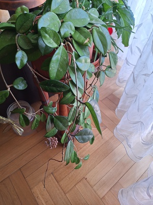 Elbląg Sprzedam kwitnącą hoję (Hoya) w doniczce, około 3 -letnią, Roślina zdrowa, zadbana i regularnie kwitnąca.